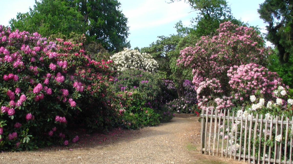 More rhododendrums